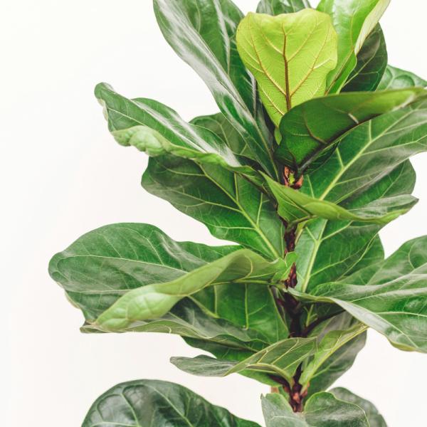 Chậu Cây Xanh Thiết Kế 001