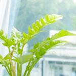 Chậu Sứ Cây Cung Đàn Vàng 020