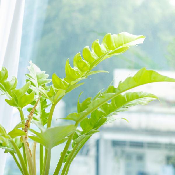 Chậu Sứ Cây Cung Đàn Vàng 020