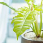 Chậu Sứ Cây Cung Đàn Vàng 020