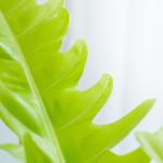 Chậu Sứ Cây Cung Đàn Vàng 020