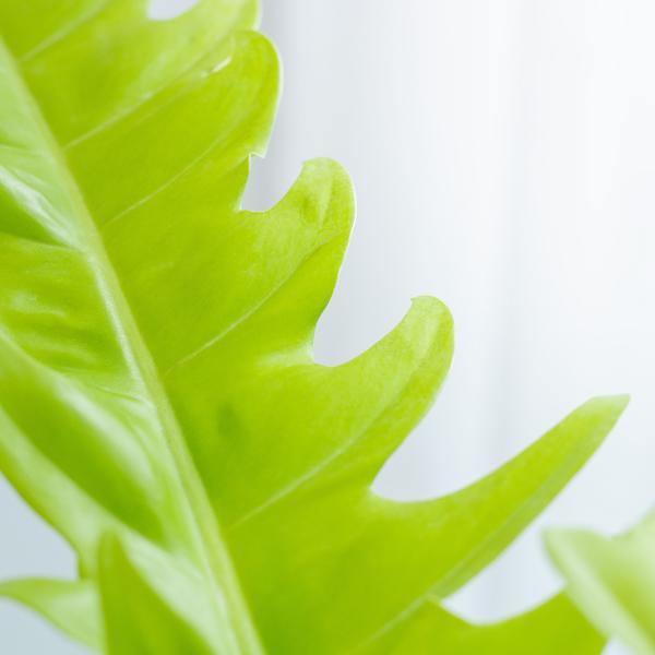 Chậu Sứ Cây Cung Đàn Vàng 020