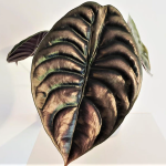 Chậu Sứ Cây Môn Rồng Đỏ 019