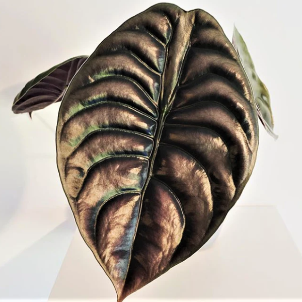 Chậu Sứ Cây Môn Rồng Đỏ 019