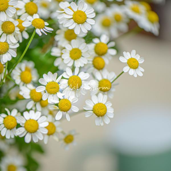 Bó Hoa Giọt Nắng Tinh Khôi 462