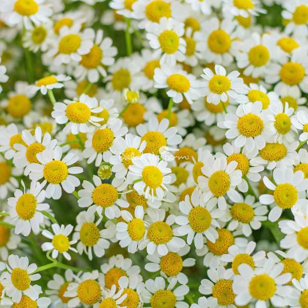 Bình Hoa Giọt Nắng Tinh Khôi 478