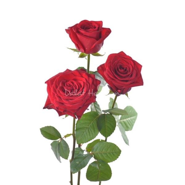 Giỏ Hoa Yêu Thương Đong Đầy 243