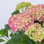 Chậu Hoa Thiết Kế Điều Ngọt Ngào 110