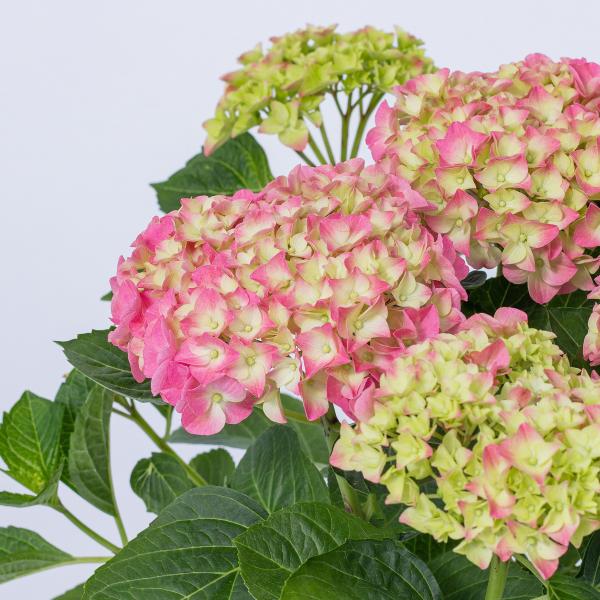 Chậu Hoa Thiết Kế Điều Ngọt Ngào 110