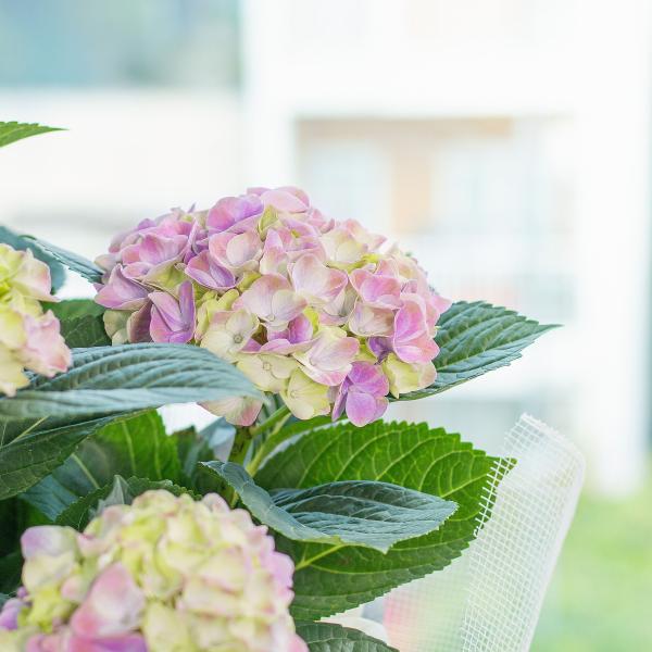 Chậu Hoa Thiết Kế Điều Ngọt Ngào 110