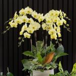 Lan Hồ Điệp Vạn Hạnh 109