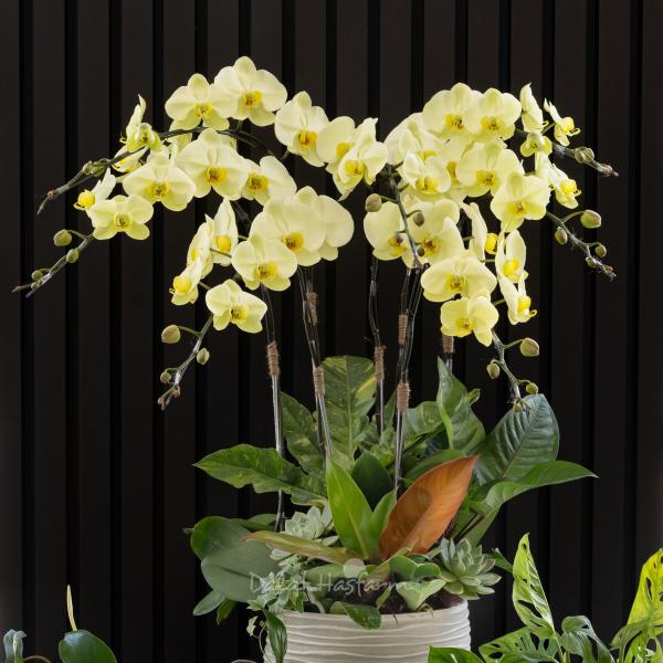 Lan Hồ Điệp Vạn Hạnh 109