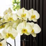 Lan Hồ Điệp Vạn Hạnh 109