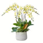 Lan Hồ Điệp Vạn Hạnh 109