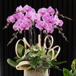 Lan Hồ Điệp Hồng Phát 110