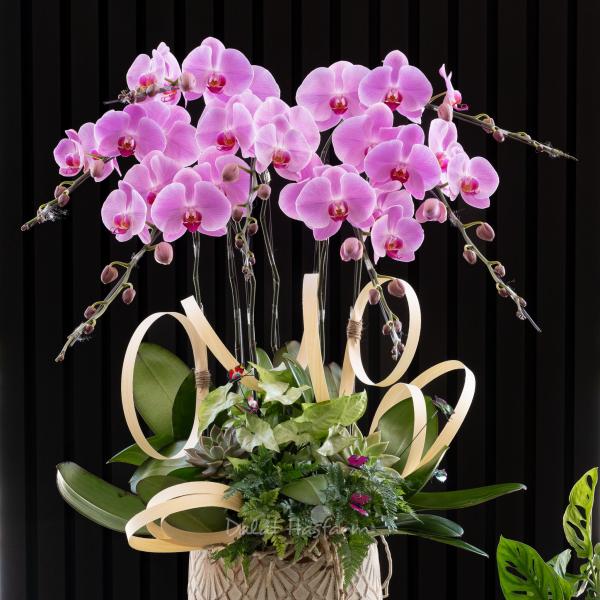 Lan Hồ Điệp Hồng Phát 110