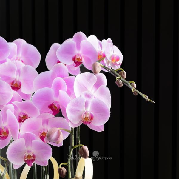 Lan Hồ Điệp Hồng Phát 110