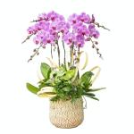 Lan Hồ Điệp Hồng Phát 110