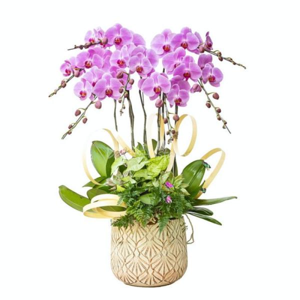 Lan Hồ Điệp Hồng Phát 110