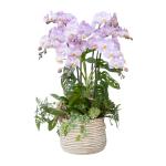 Lan Hồ Điệp Hồng Phát 111