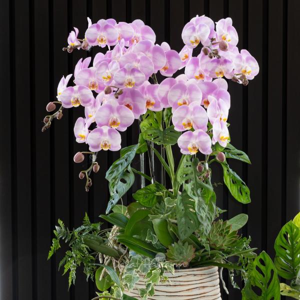 Lan Hồ Điệp Hồng Phát 111