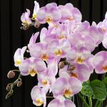 Lan Hồ Điệp Hồng Phát 111