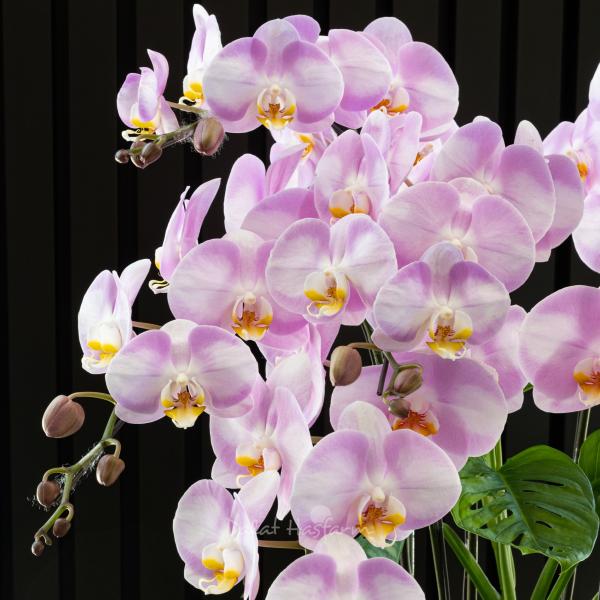 Lan Hồ Điệp Hồng Phát 111