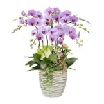 Lan Hồ Điệp Hồng Phát 112