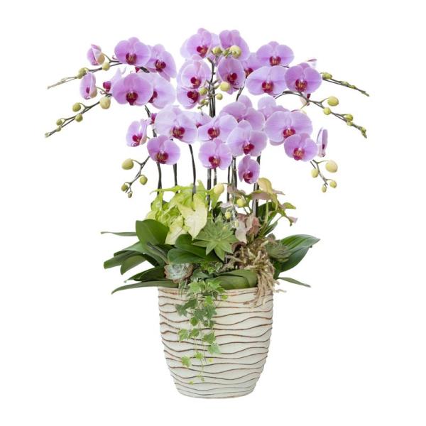 Lan Hồ Điệp Hồng Phát 112