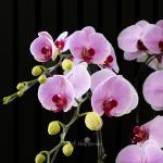 Lan Hồ Điệp Hồng Phát 112