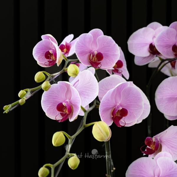 Lan Hồ Điệp Hồng Phát 112