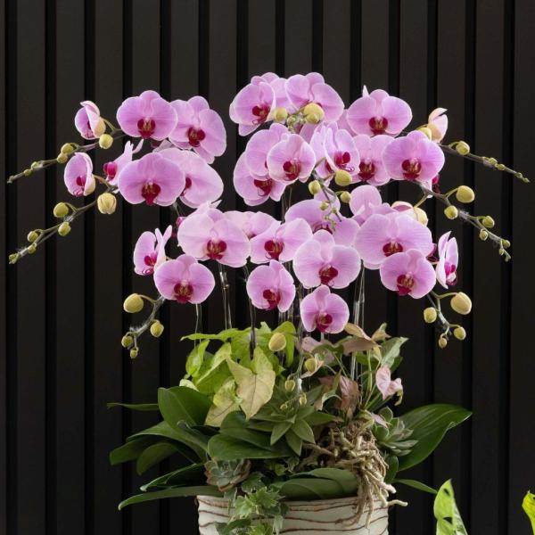 Lan Hồ Điệp Hồng Phát 112