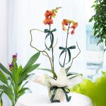 Lan Hồ Điệp Hưng Thịnh 114