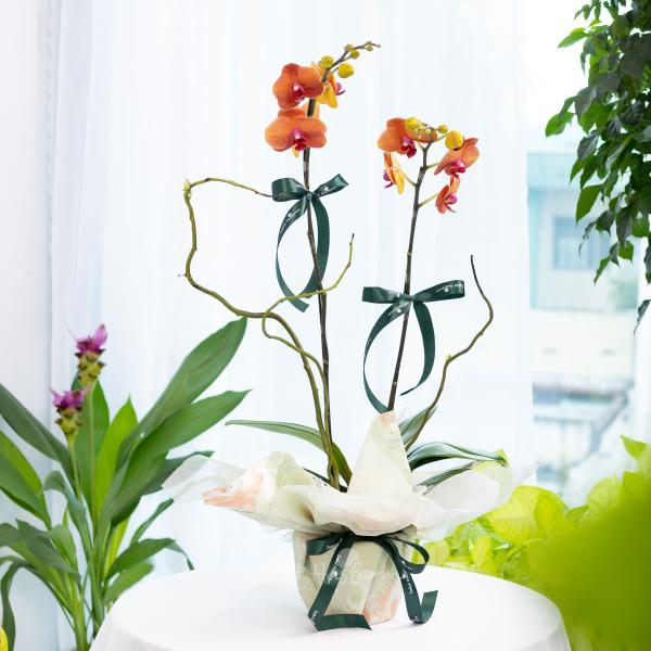 Lan Hồ Điệp Hưng Thịnh 114