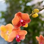 Lan Hồ Điệp Hưng Thịnh 114