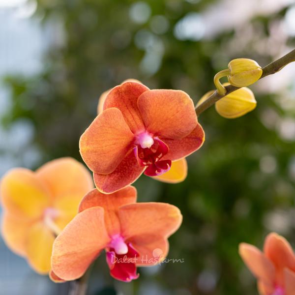 Lan Hồ Điệp Hưng Thịnh 114