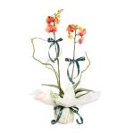 Lan Hồ Điệp Hưng Thịnh 114