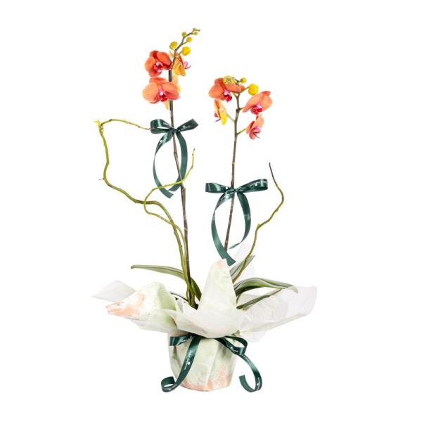 Lan Hồ Điệp Hưng Thịnh 114