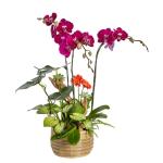 Lan Hồ Điệp Viên Mãn 117