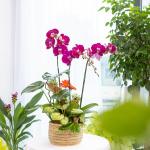 Lan Hồ Điệp Viên Mãn 117