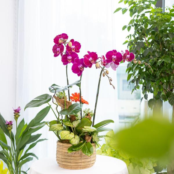 Lan Hồ Điệp Viên Mãn 117