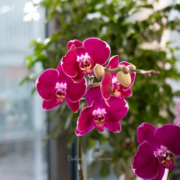 Lan Hồ Điệp Viên Mãn 117