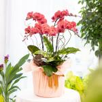 Lan Hồ Điệp Hưng Thịnh 122