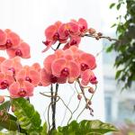 Lan Hồ Điệp Hưng Thịnh 122