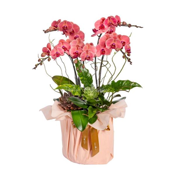 Lan Hồ Điệp Hưng Thịnh 122