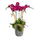 Lan Hồ Điệp Viên Mãn 123