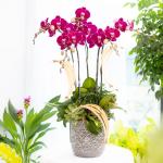 Lan Hồ Điệp Viên Mãn 123