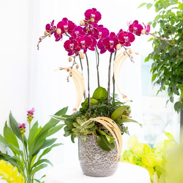 Lan Hồ Điệp Viên Mãn 123