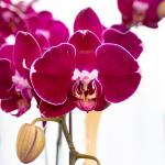 Lan Hồ Điệp Viên Mãn 123