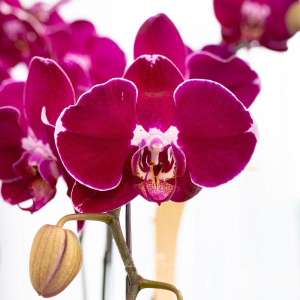 Lan Hồ Điệp Viên Mãn 123